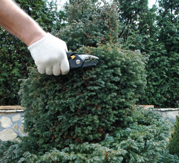 Ornamental Tree Trimming in Folsom