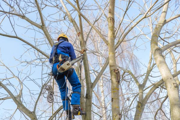 Large Tree Trimming in Folsom