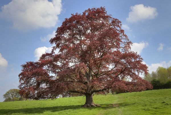 Beech Tree Pruning in Folsom
