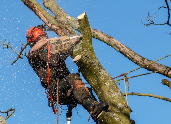 Tree Trimming Service in Folsom
