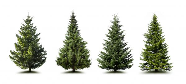 Cost of Pine Tree Trimming in Folsom