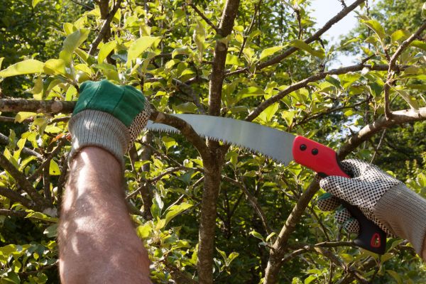 Apple Tree Trimming in Folsom